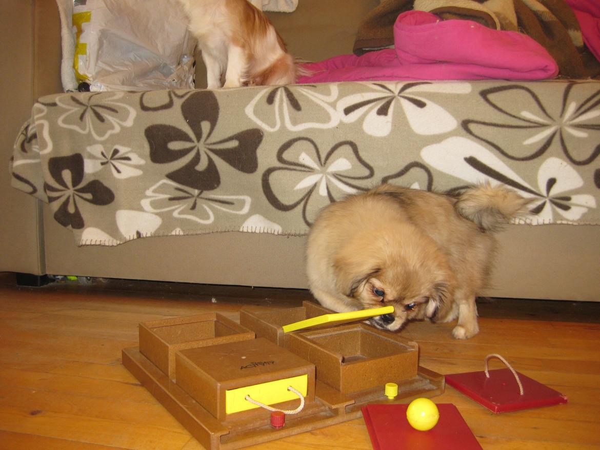 Tibetansk spaniel Chulo's Somba billede 11