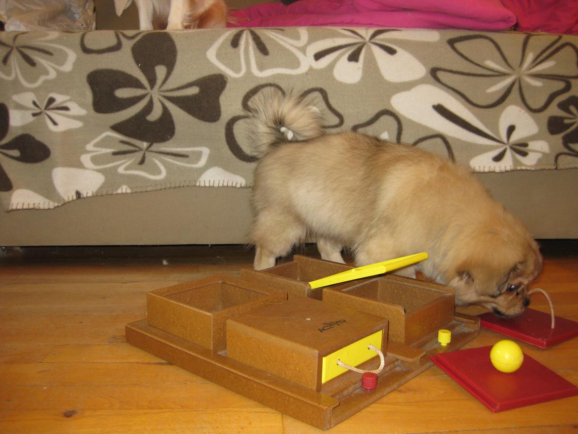 Tibetansk spaniel Chulo's Somba billede 12