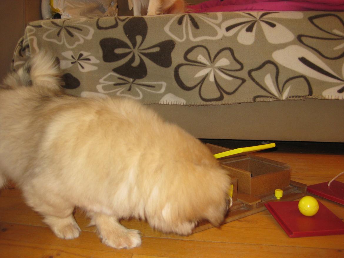 Tibetansk spaniel Chulo's Somba billede 13