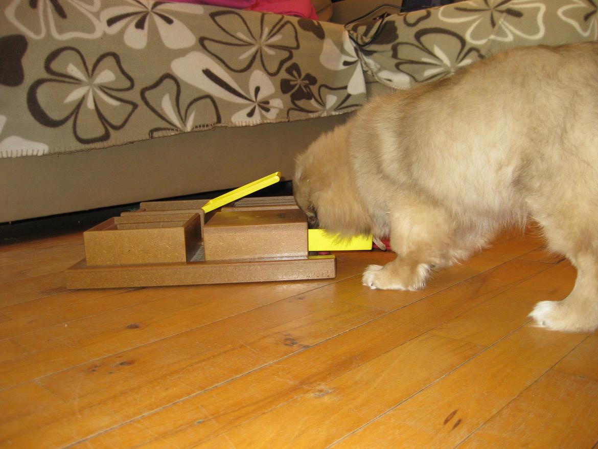 Tibetansk spaniel Chulo's Somba billede 14