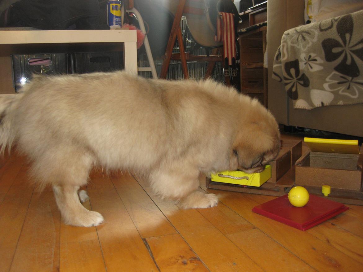 Tibetansk spaniel Chulo's Somba billede 15