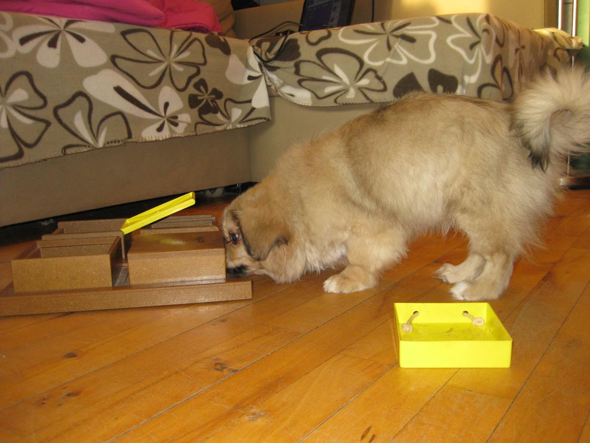 Tibetansk spaniel Chulo's Somba billede 16