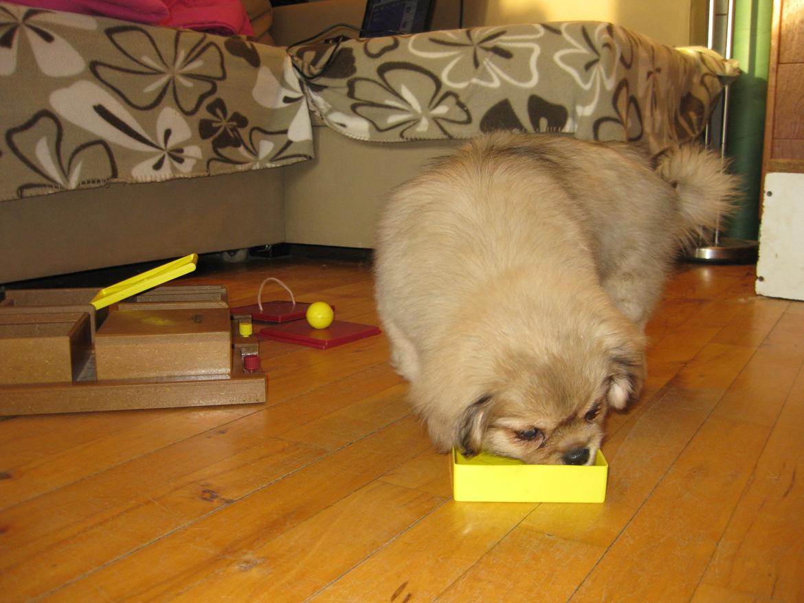 Tibetansk spaniel Chulo's Somba billede 17