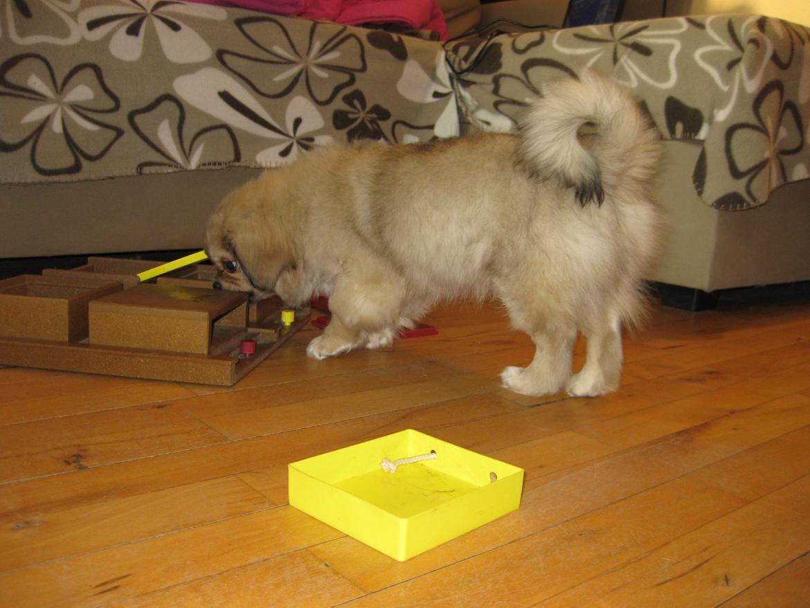 Tibetansk spaniel Chulo's Somba billede 18