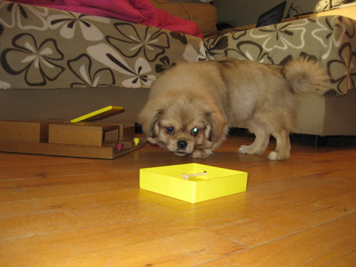 Tibetansk spaniel Chulo's Somba billede 19