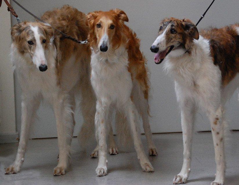 Borzoi - Kashmir 'Wild wind of Russia' billede 25