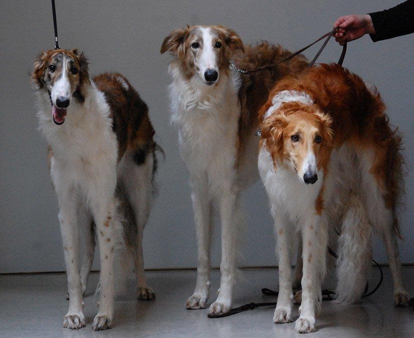 Borzoi - Kashmir 'Wild wind of Russia' billede 33