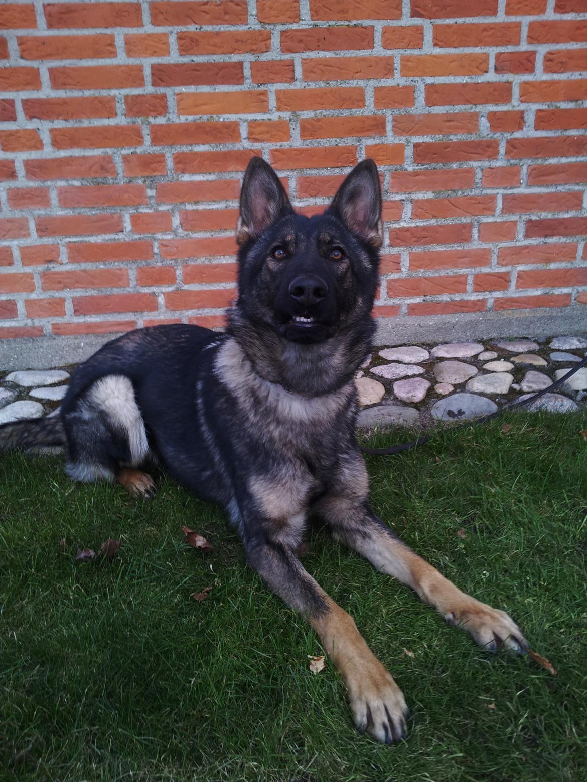 Schæferhund Team Otkjær´s Caddi billede 1