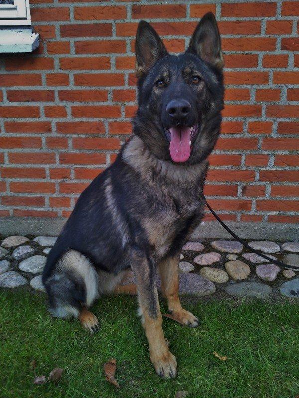 Schæferhund Team Otkjær´s Caddi billede 2