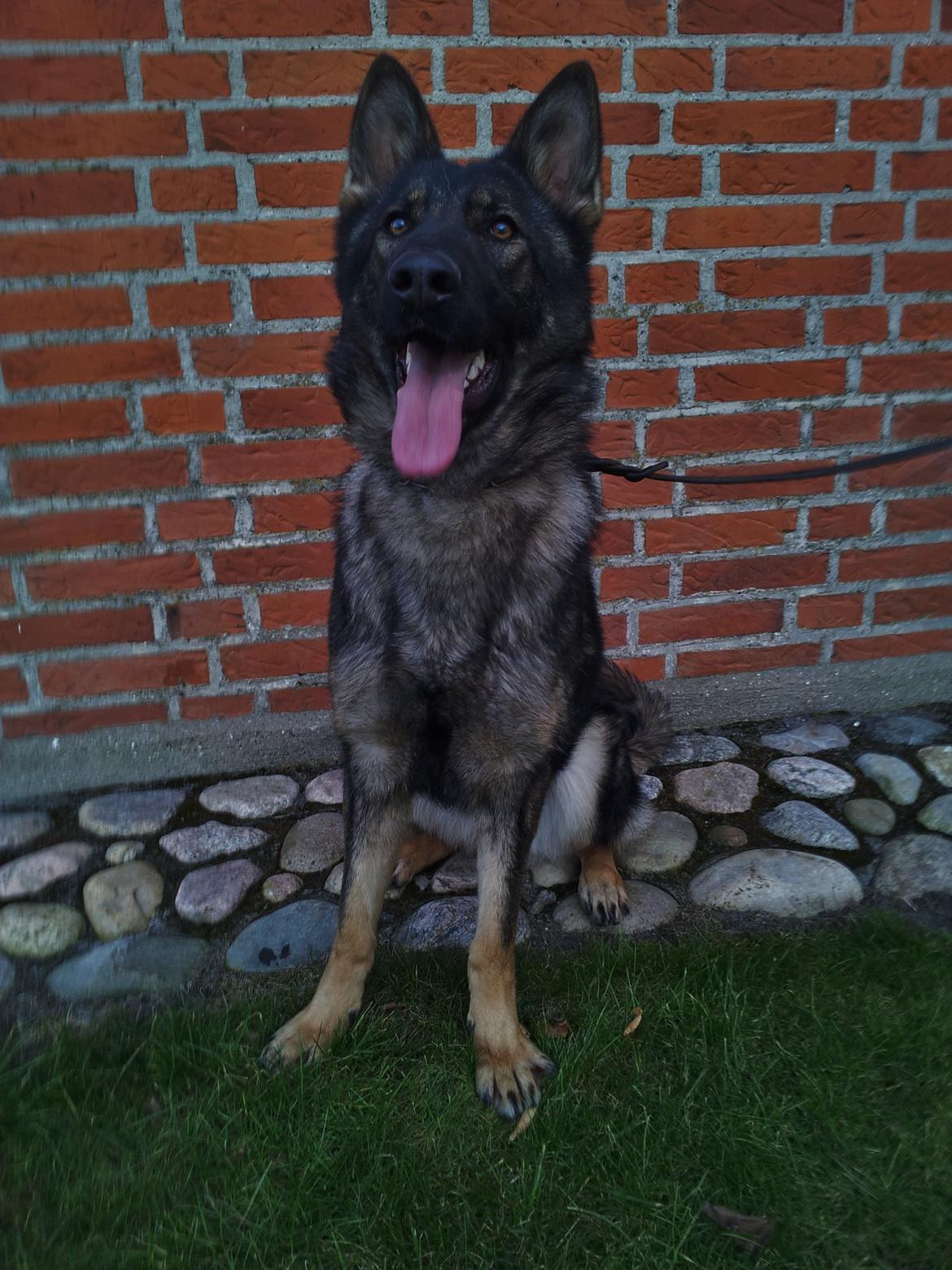 Schæferhund Team Otkjær´s Caddi billede 3