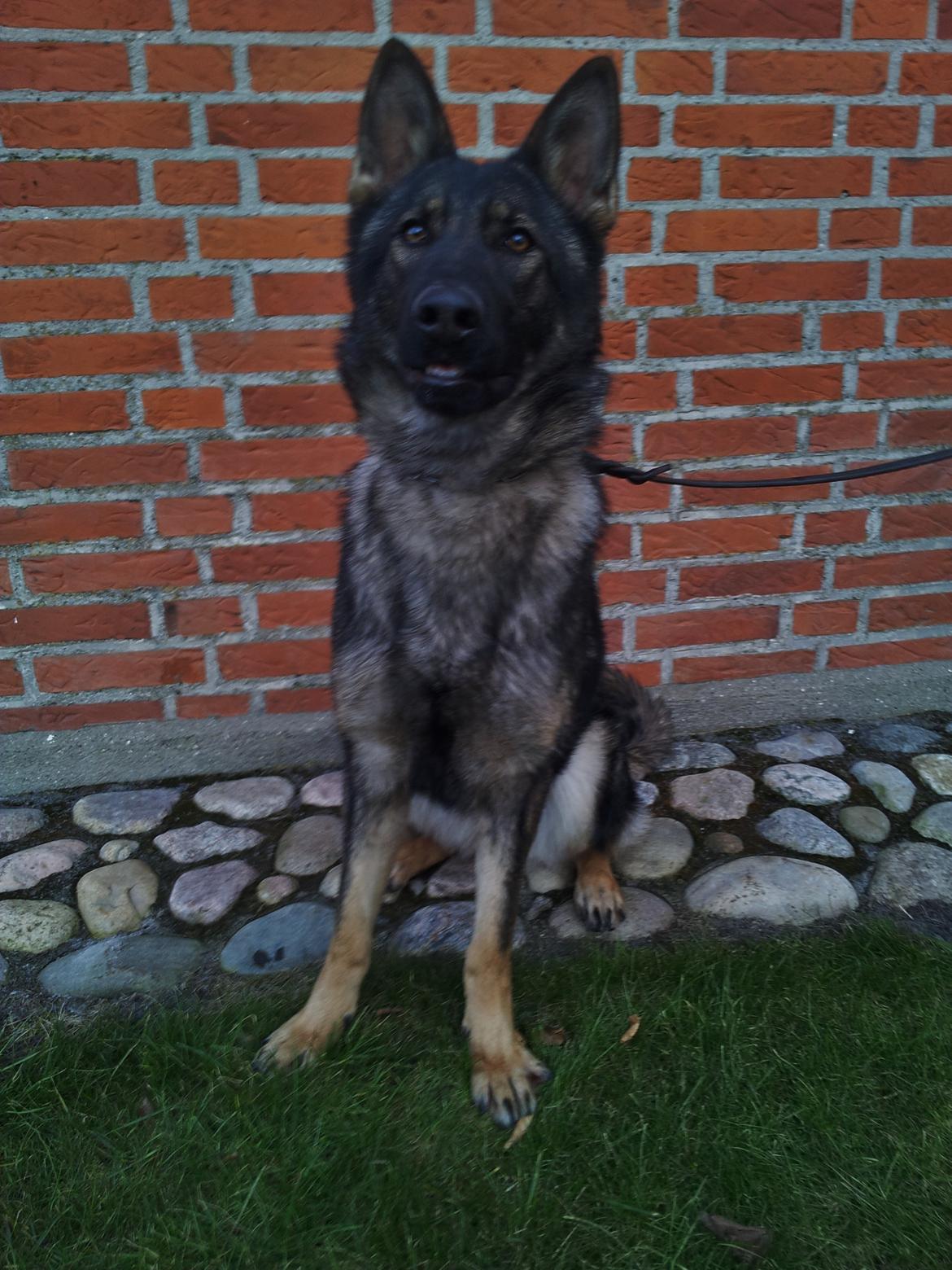 Schæferhund Team Otkjær´s Caddi billede 4