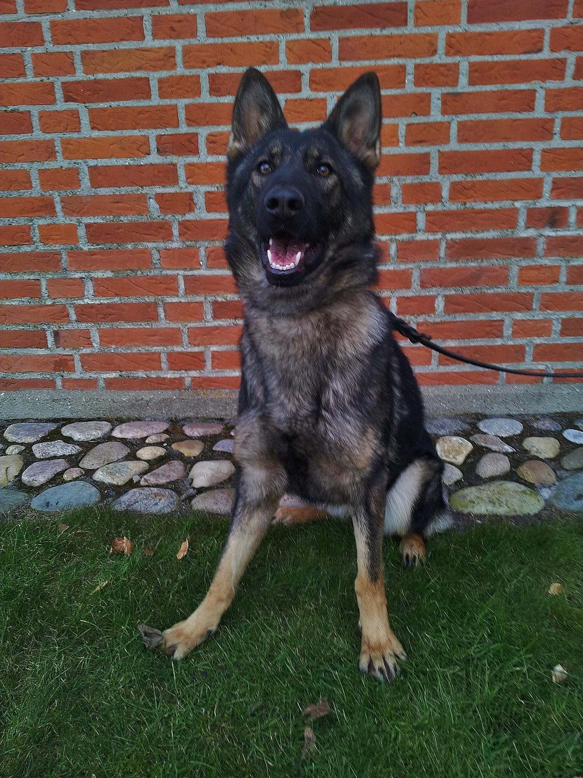 Schæferhund Team Otkjær´s Caddi billede 5