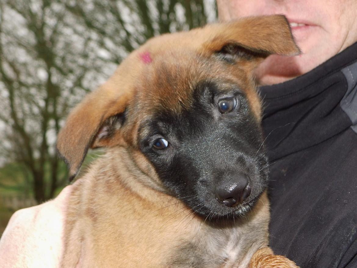 Malinois Jenos' Ozzy billede 1