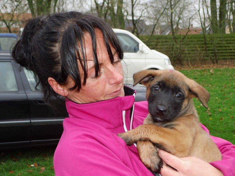 Malinois Jenos' Ozzy billede 3