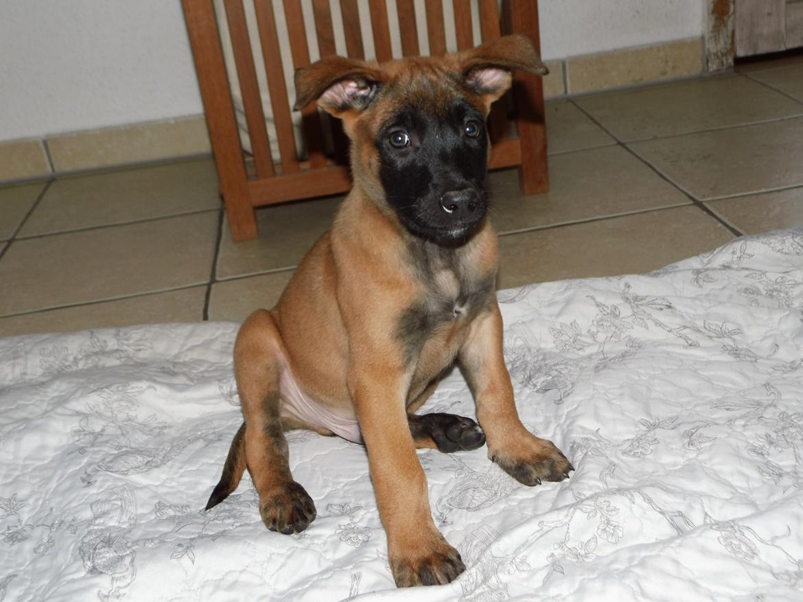 Malinois Jenos' Ozzy billede 4