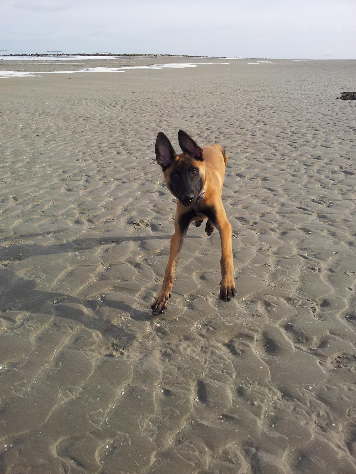 Malinois Jenos' Ozzy billede 5