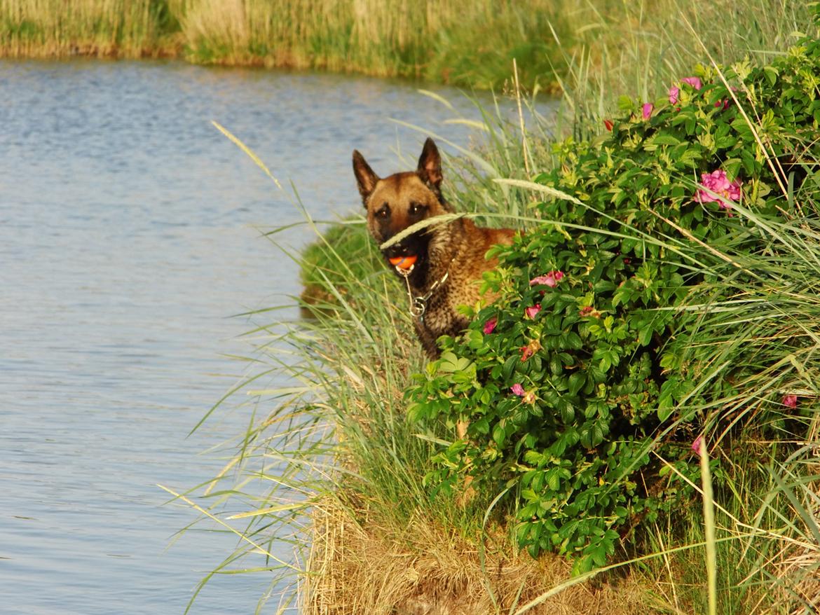 Malinois Blacknecks' A' Ôs billede 1