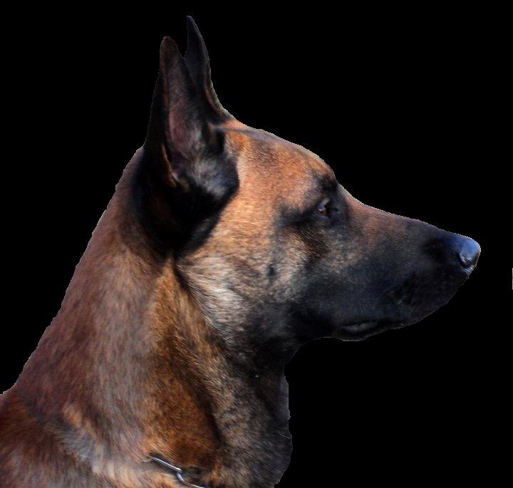 Malinois Blacknecks' A' Ôs billede 2