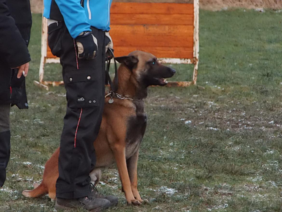 Malinois Blacknecks' A' Ôs billede 3