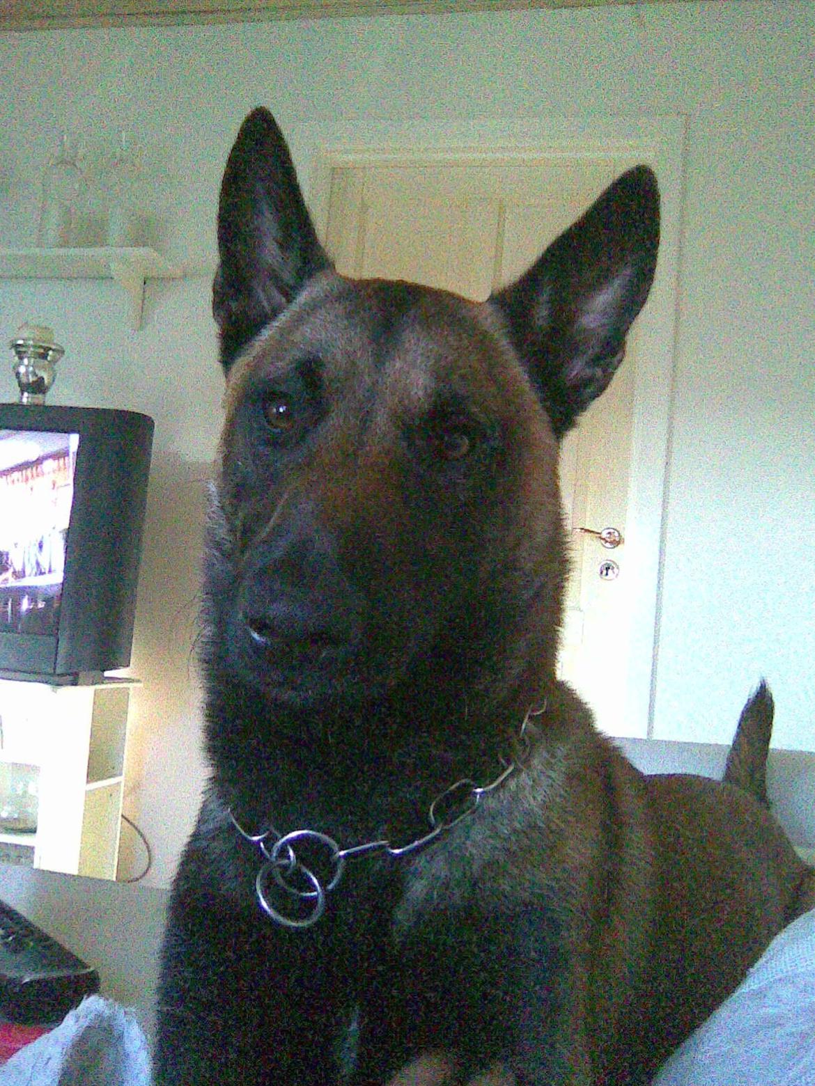 Malinois Blacknecks' A' Ôs billede 4