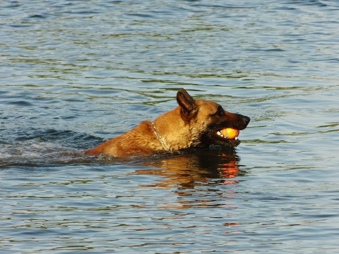 Malinois Blacknecks' A' Ôs billede 5