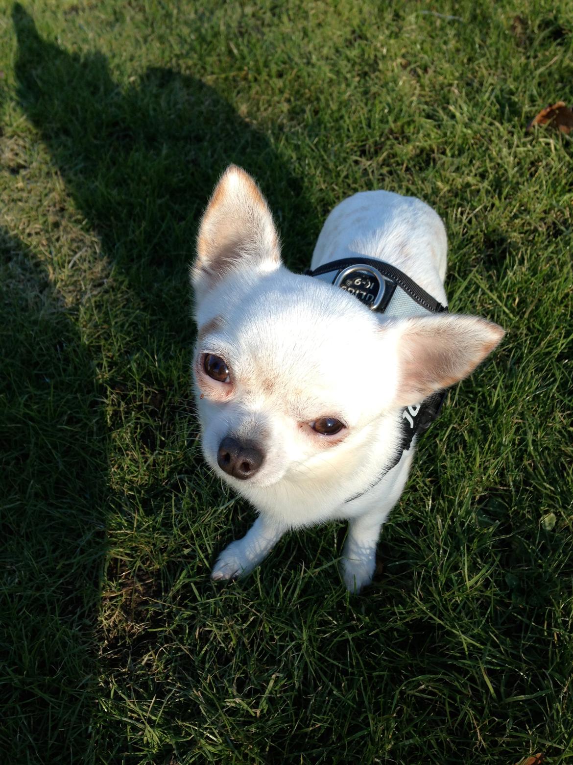 Chihuahua Alfie billede 1