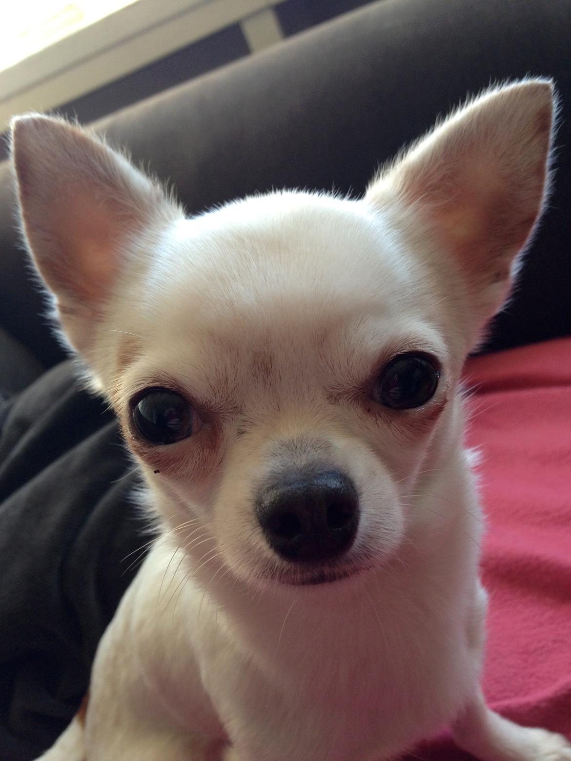Chihuahua Alfie billede 2