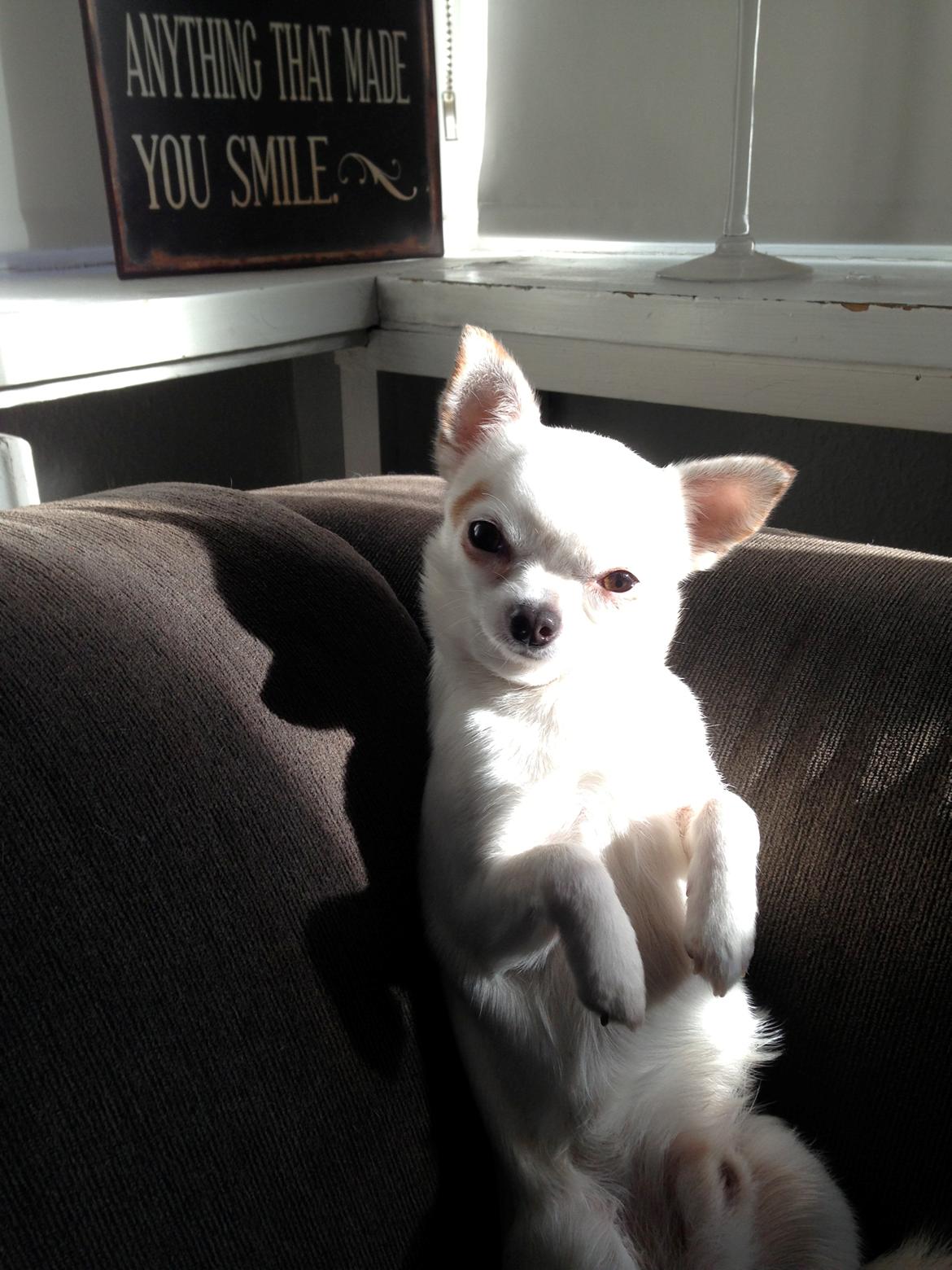 Chihuahua Alfie billede 3