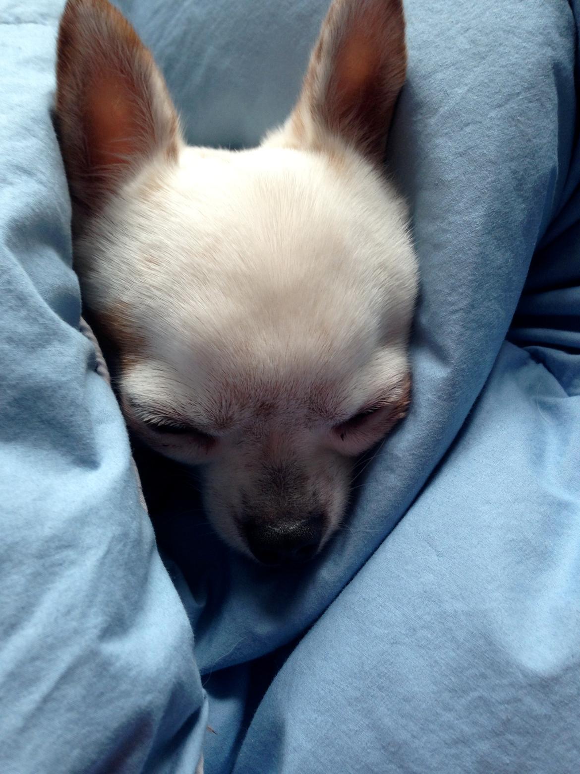 Chihuahua Alfie billede 4