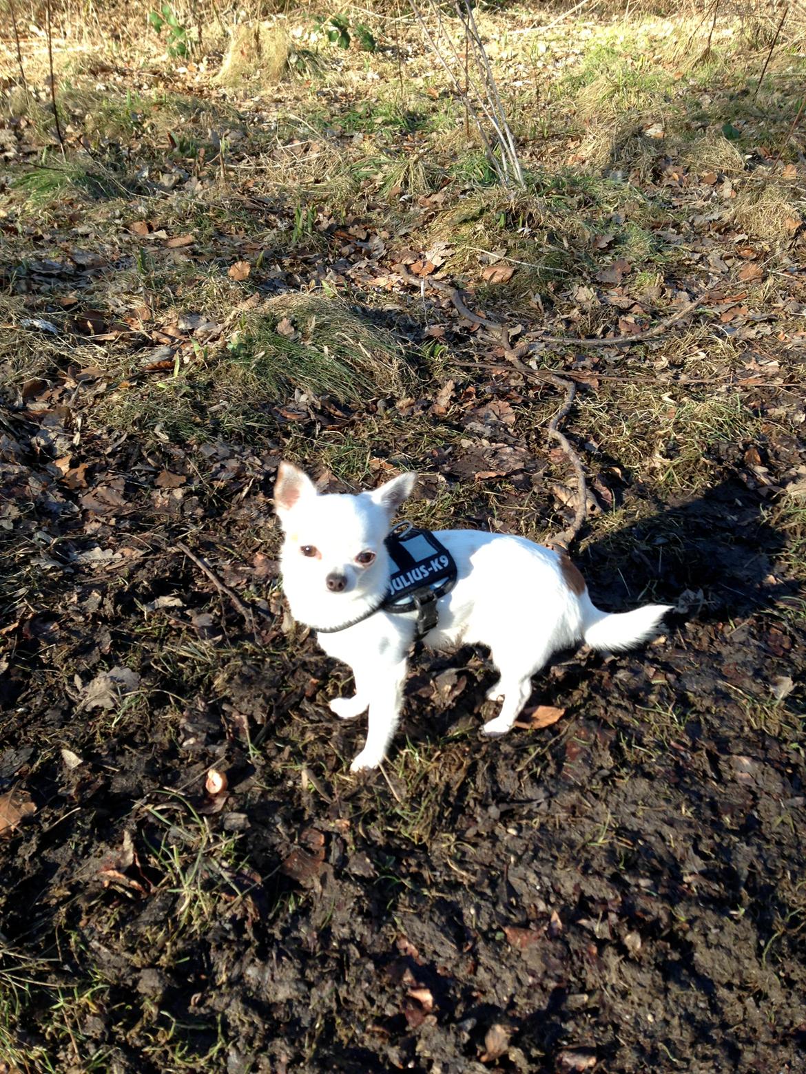 Chihuahua Alfie billede 5