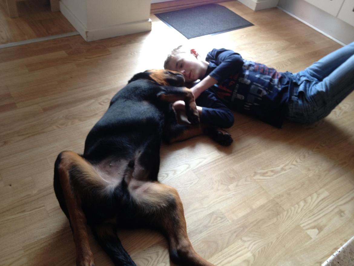 Rottweiler Kenzo billede 6