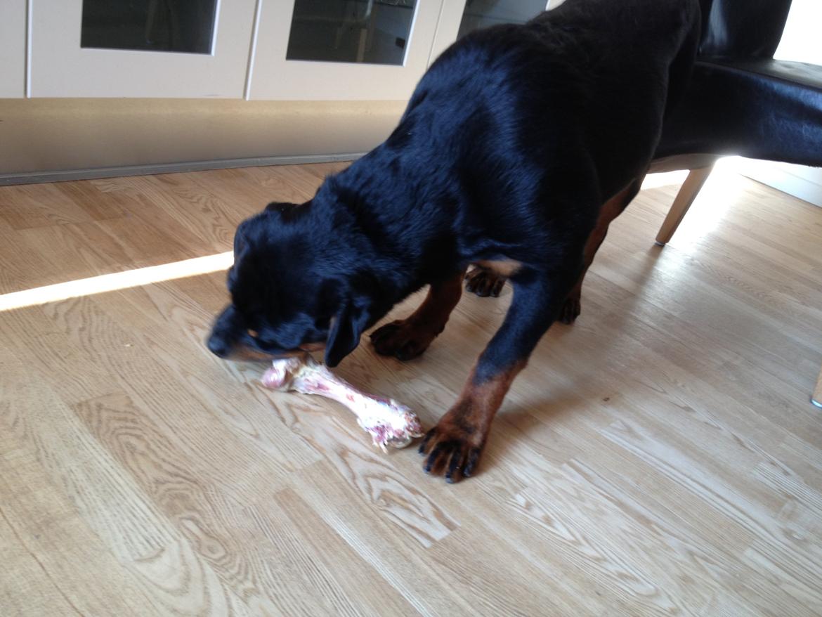 Rottweiler Kenzo billede 7