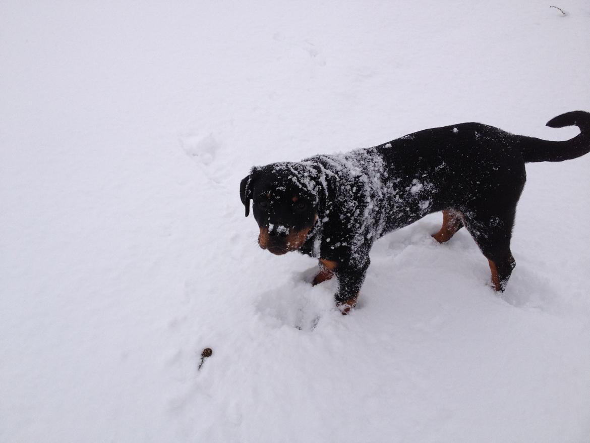 Rottweiler Kenzo billede 8