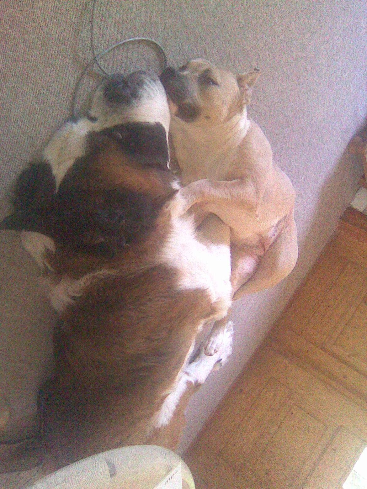 Sankt bernhardshund Klump!<3 billede 1