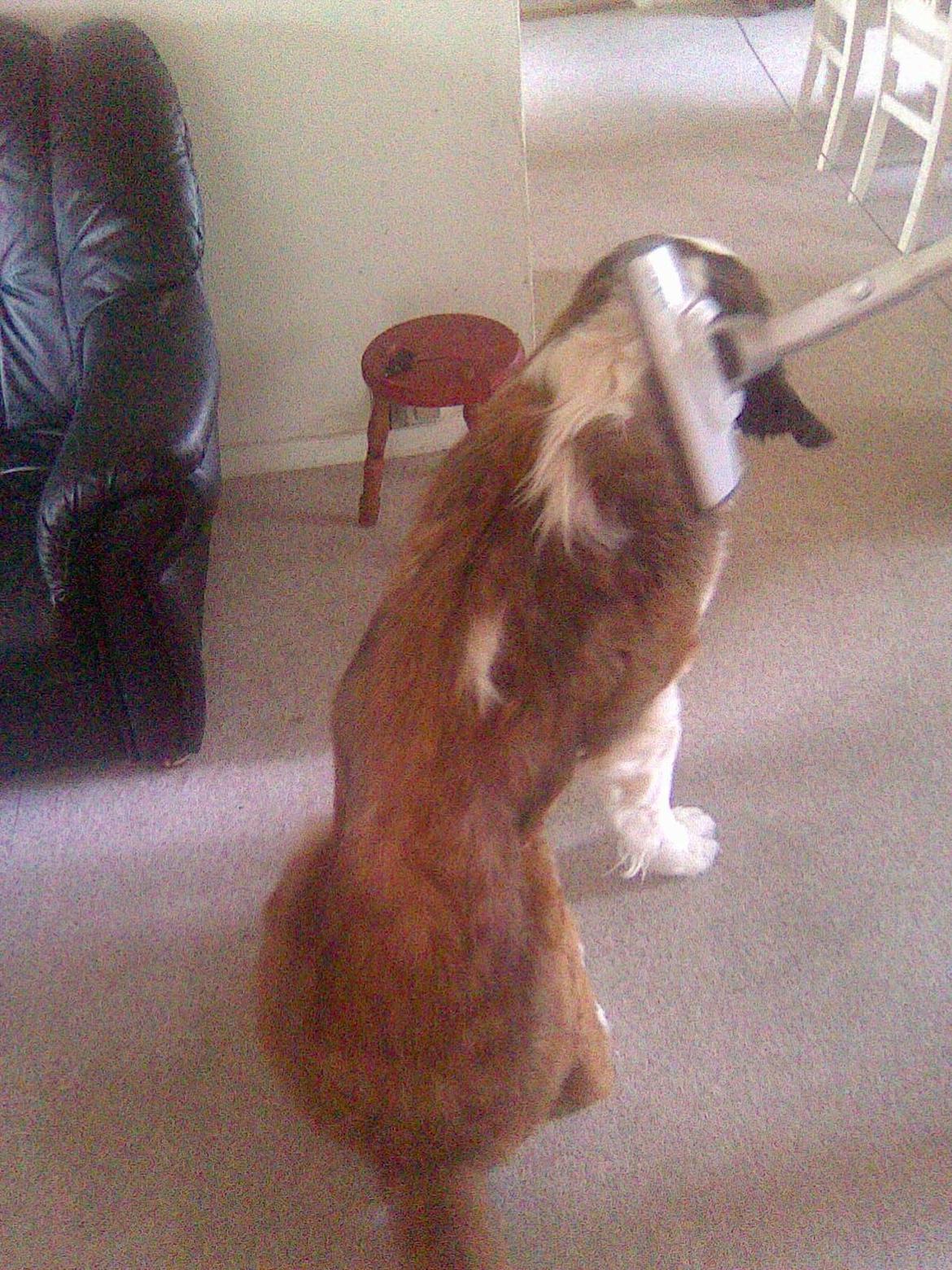 Sankt bernhardshund Klump!<3 billede 2