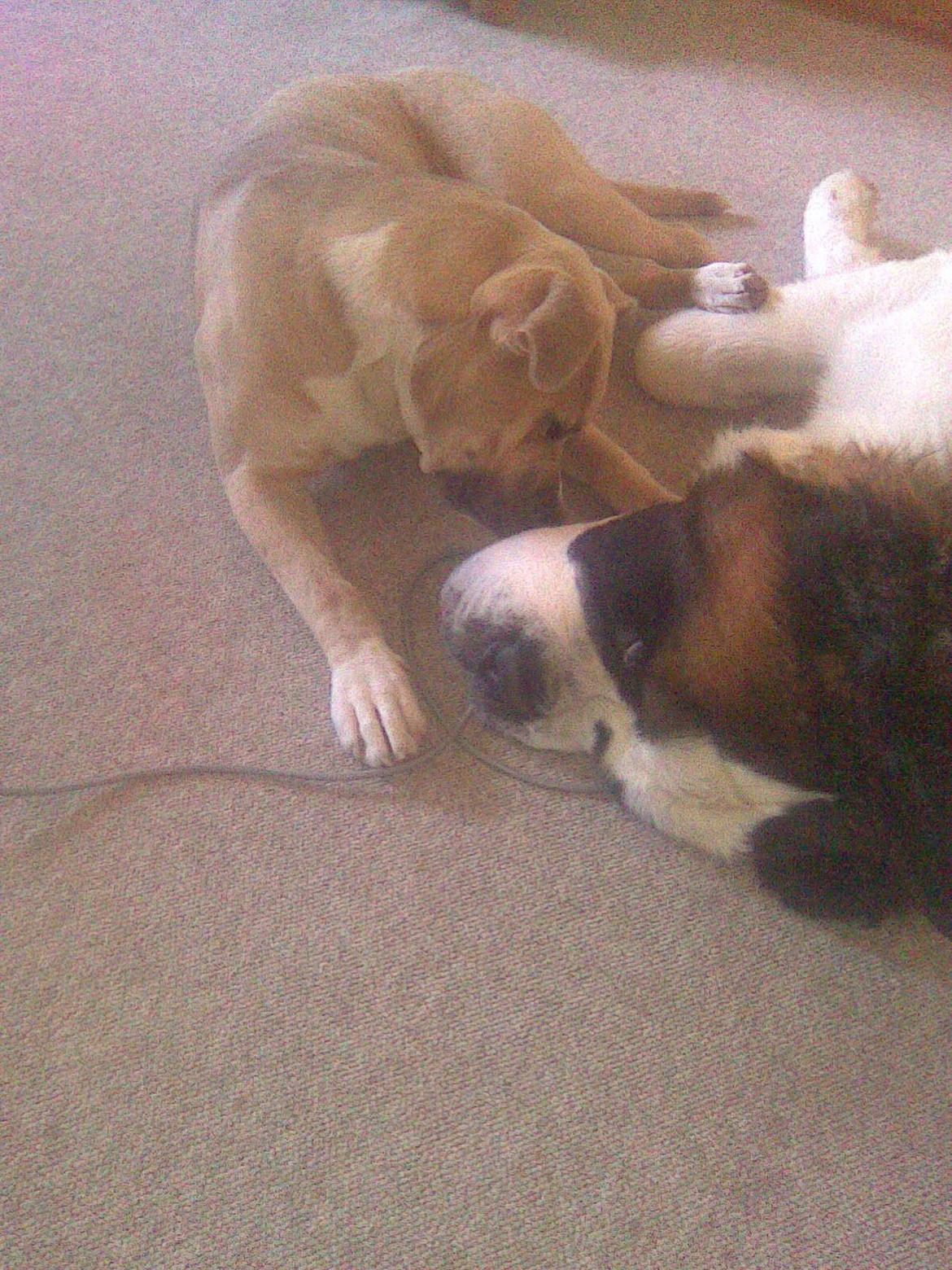 Sankt bernhardshund Klump!<3 billede 3