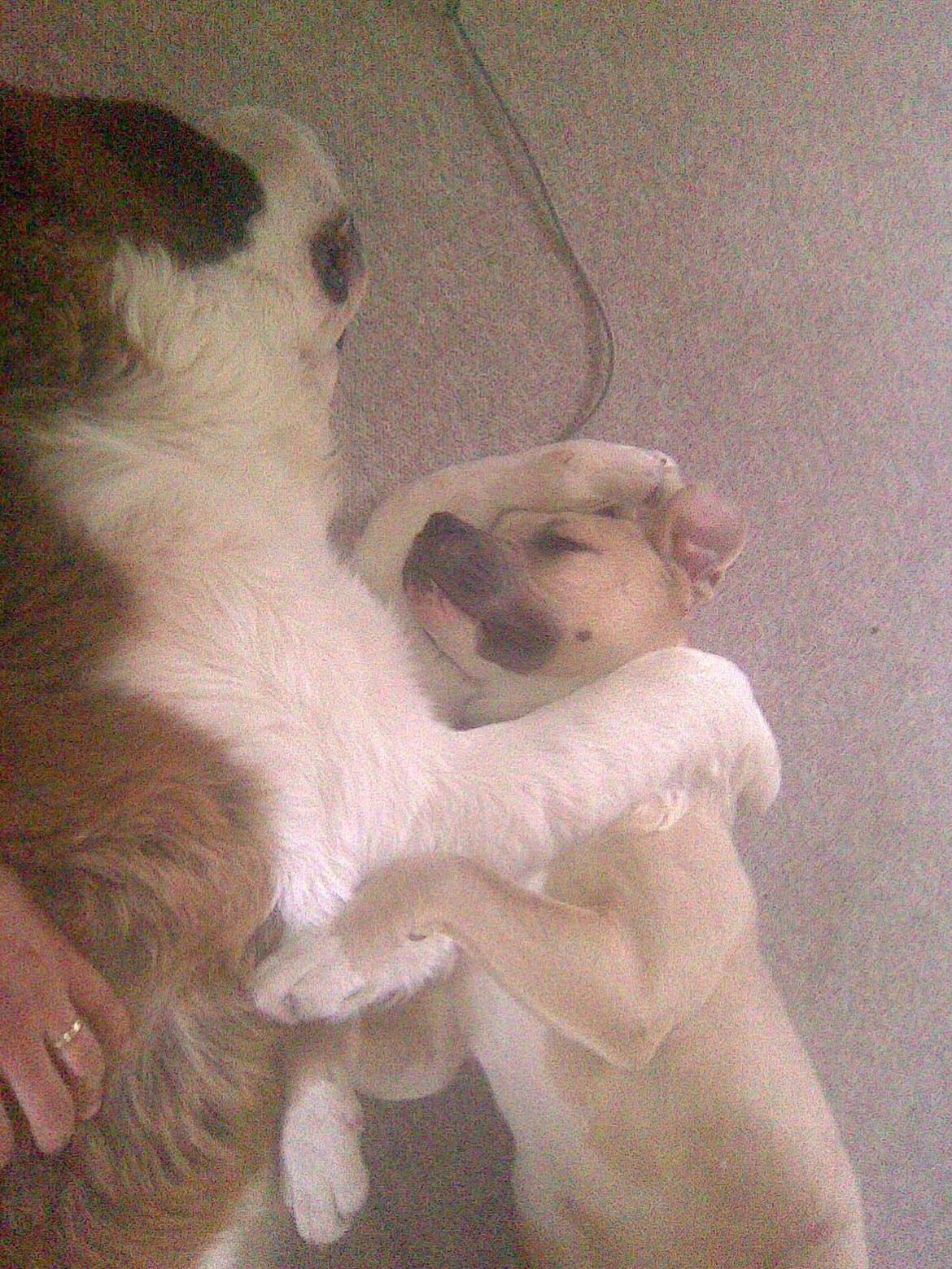 Sankt bernhardshund Klump!<3 billede 4