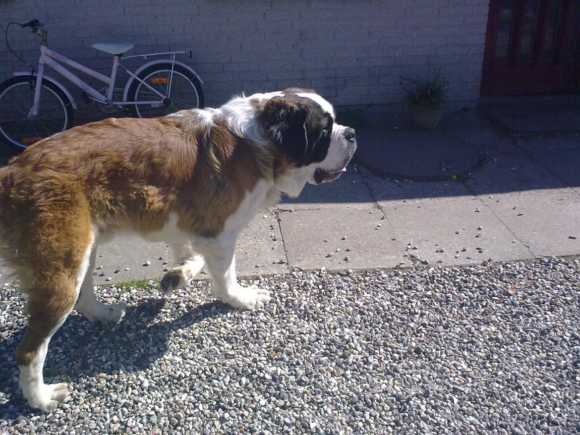 Sankt bernhardshund Klump!<3 billede 5