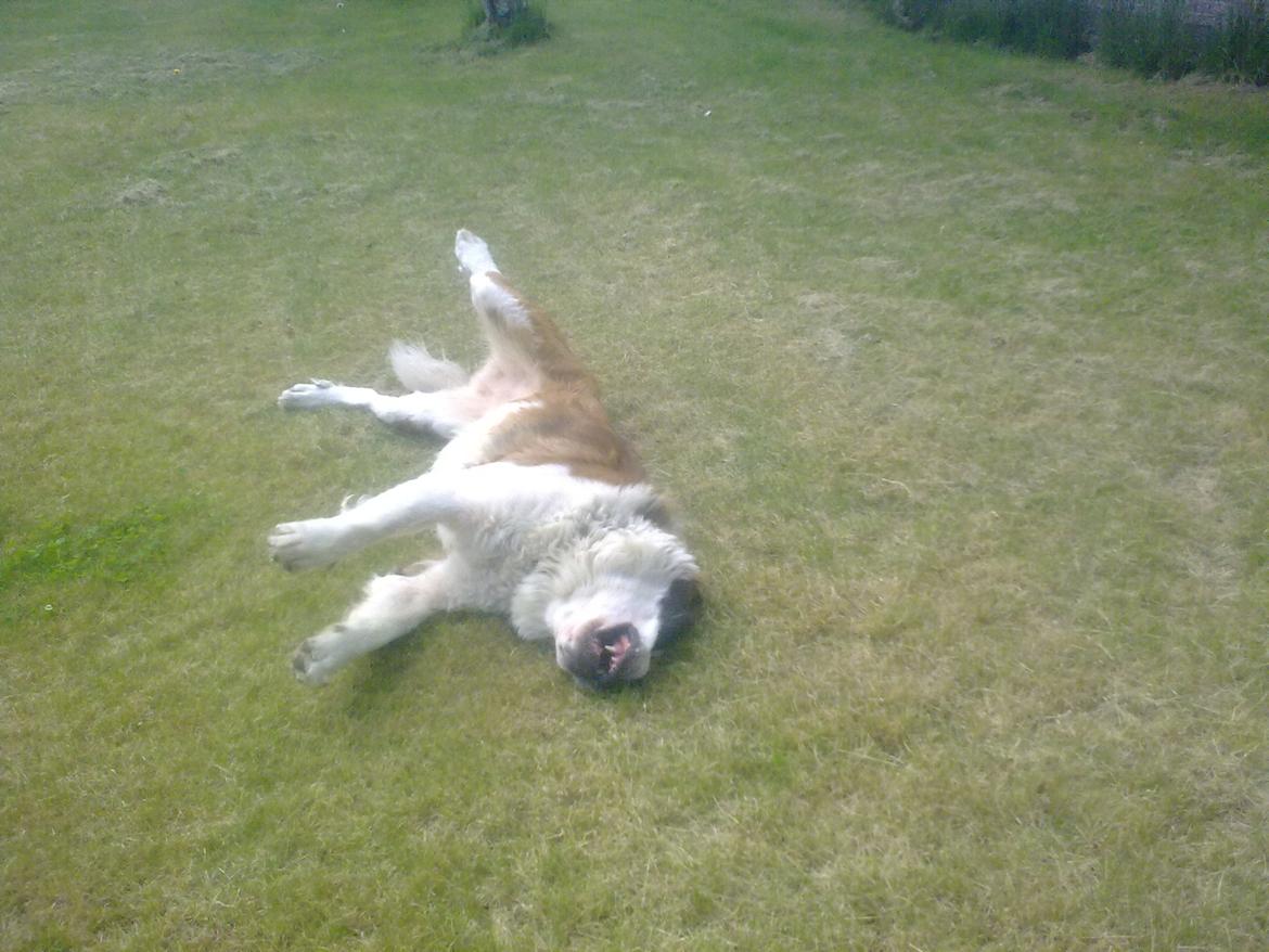 Sankt bernhardshund Klump!<3 billede 6