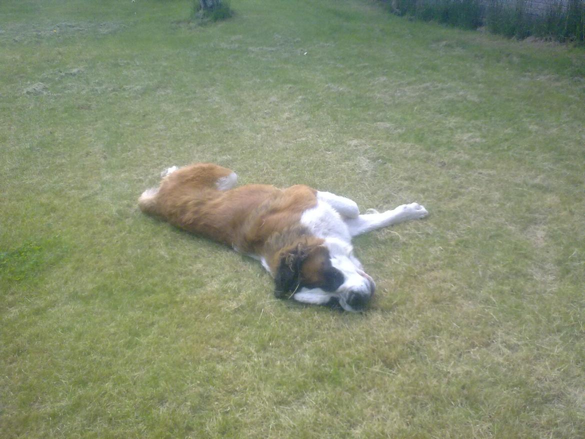 Sankt bernhardshund Klump!<3 billede 7