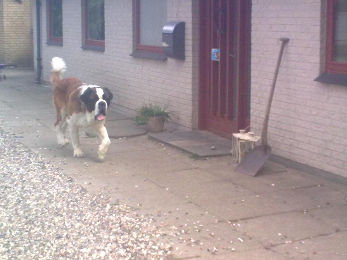 Sankt bernhardshund Klump!<3 billede 8