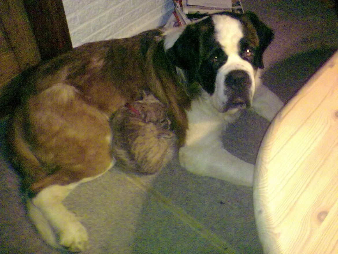 Sankt bernhardshund Klump!<3 billede 9