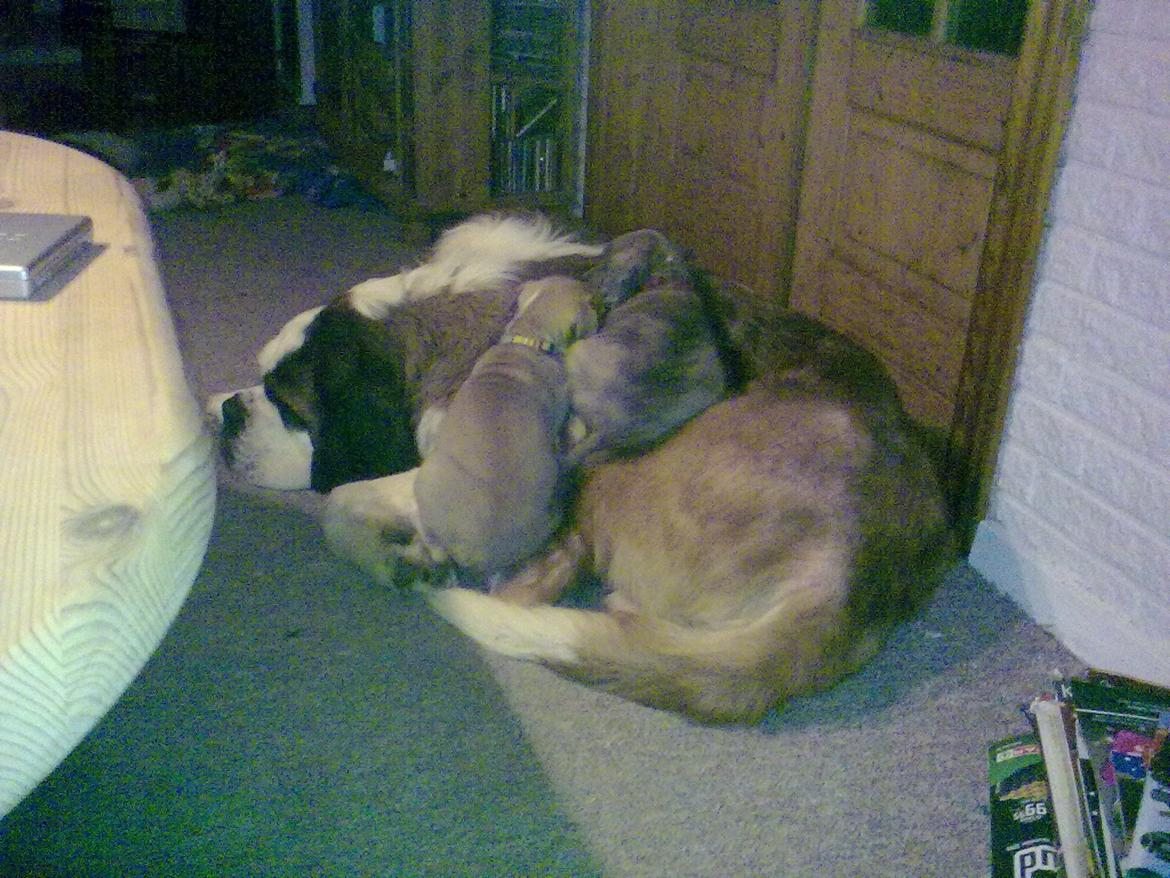 Sankt bernhardshund Klump!<3 billede 10
