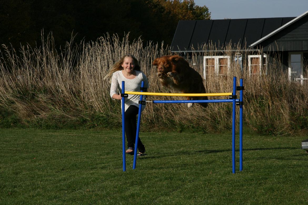 Nova scotia duck tolling retriever Boomer - Hopla <3 billede 3