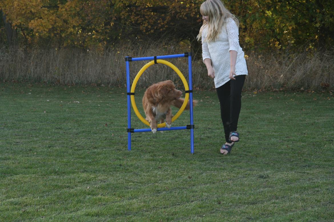 Nova scotia duck tolling retriever Boomer - Hopper igennem en ring. billede 5