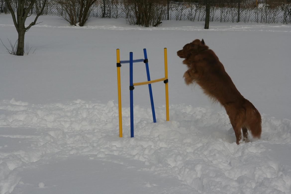 Nova scotia duck tolling retriever Boomer - Sætter tidligt af :-) billede 2