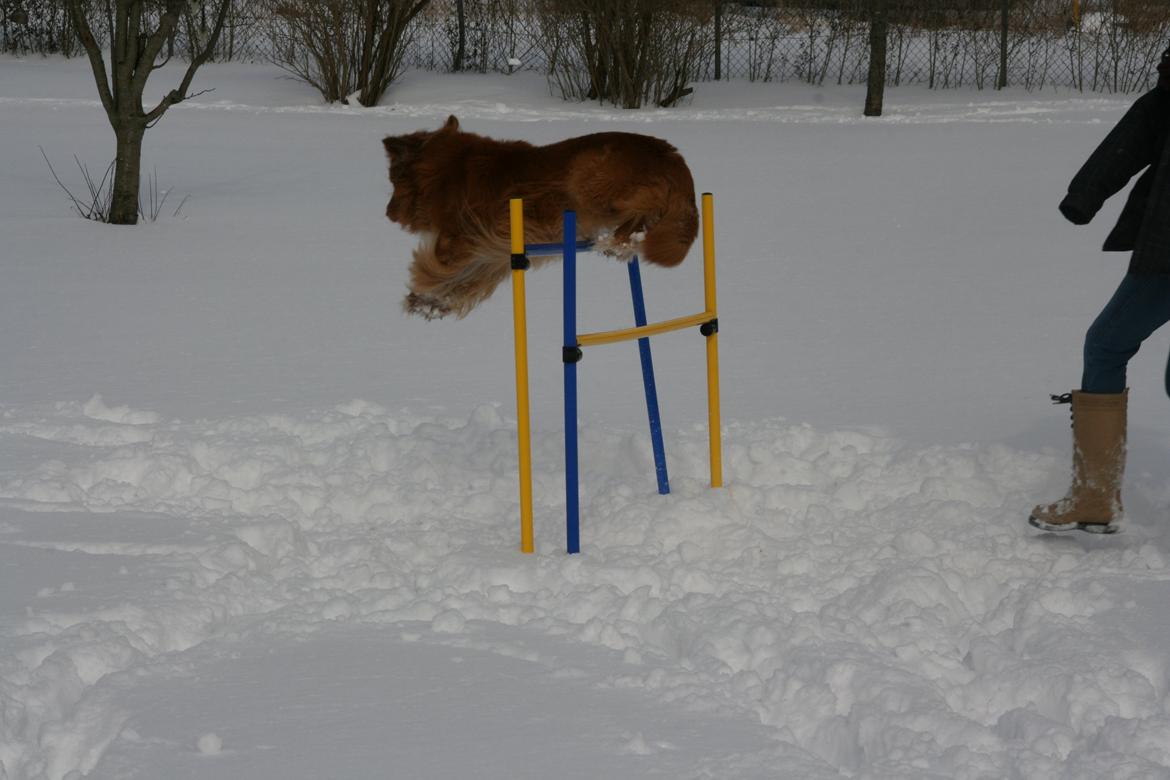 Nova scotia duck tolling retriever Boomer - Hop :-) billede 6