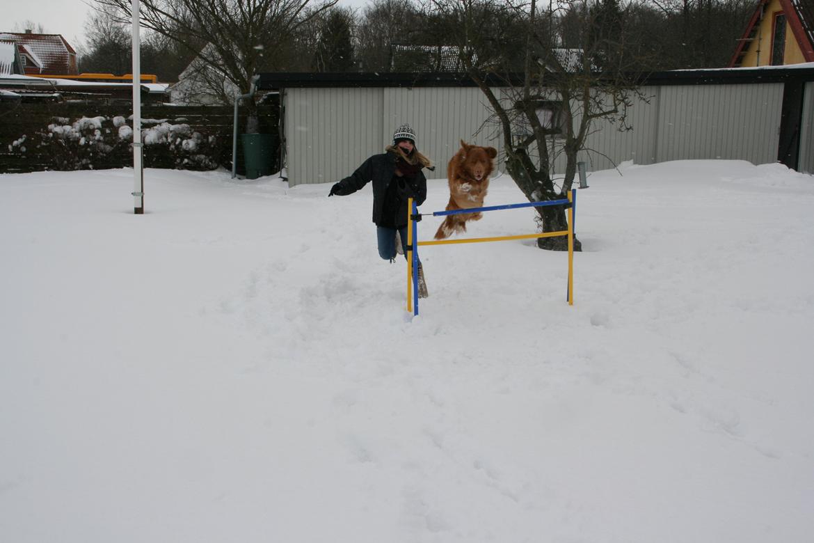 Nova scotia duck tolling retriever Boomer - Og hop <3 billede 7