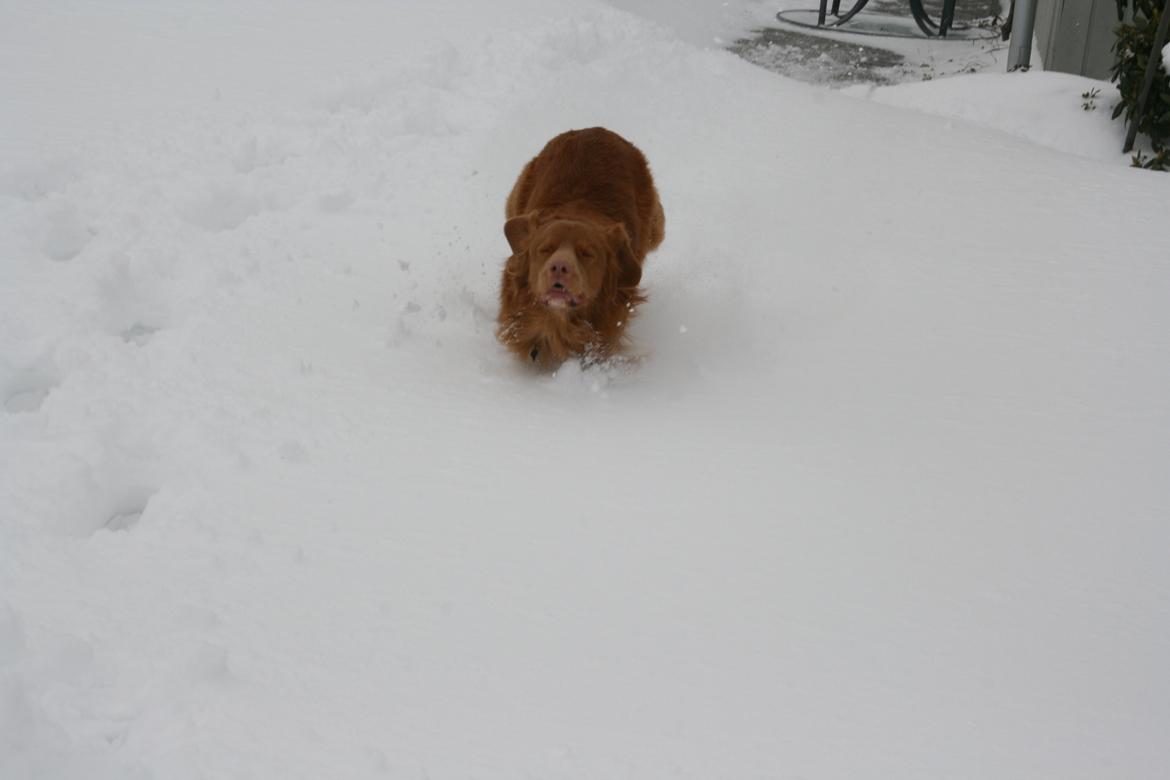 Nova scotia duck tolling retriever Boomer - Kommer løbende :-) billede 8