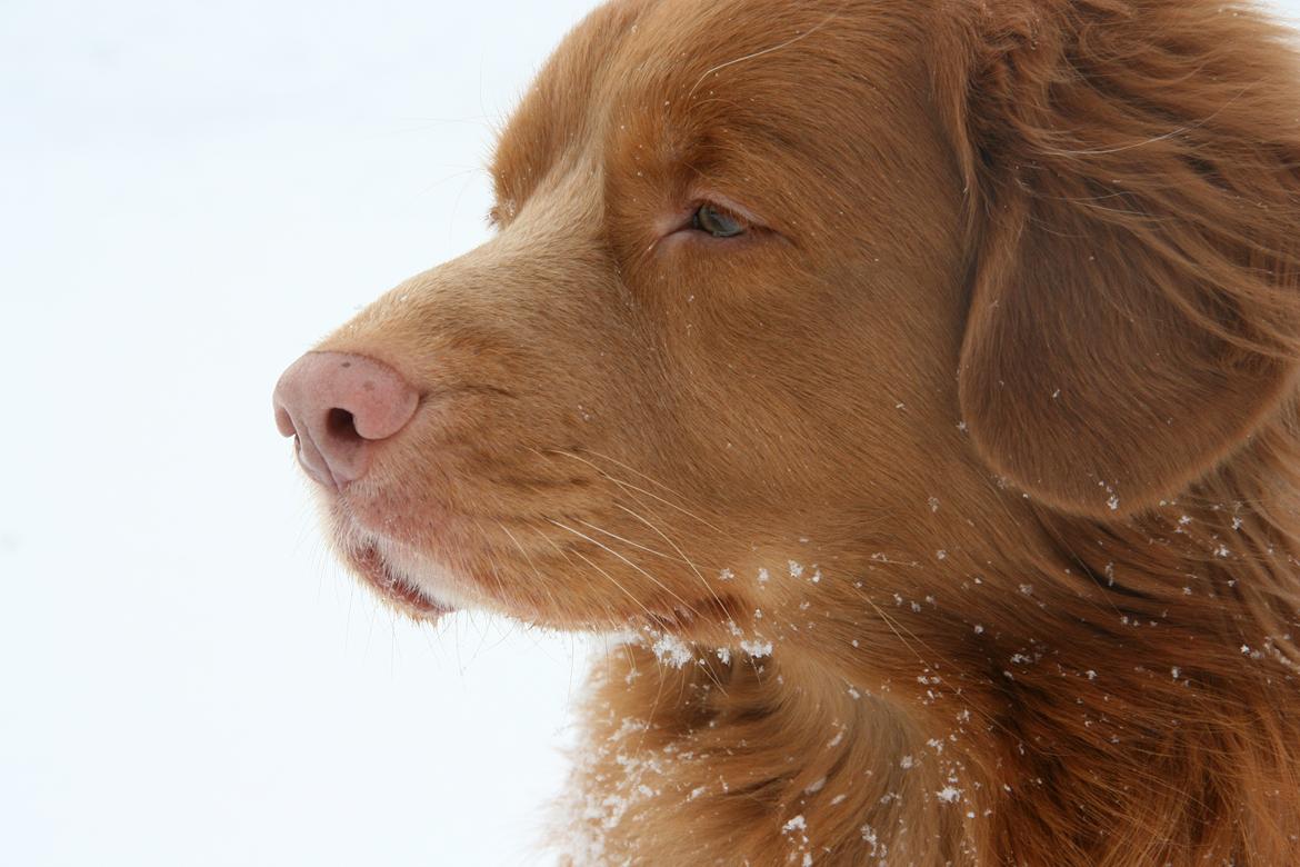 Nova scotia duck tolling retriever Boomer - Fine dreng <3 billede 1